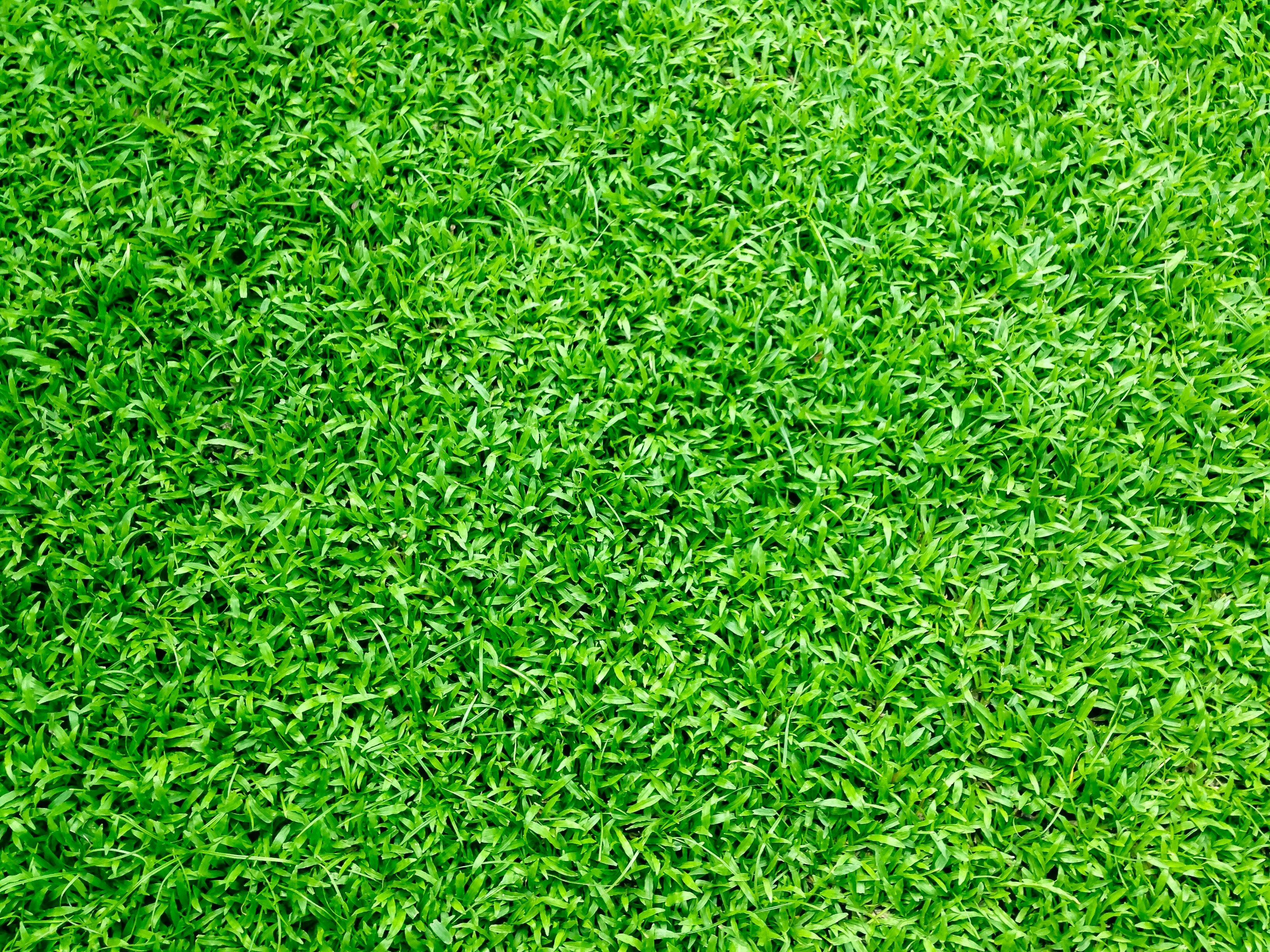 Artificial/Turf Grass Carpet